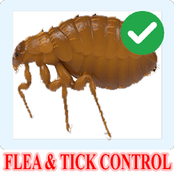 Flea & Tick Control BANGALORE