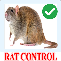 Rat Control Bangalore