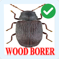 Wood Borer Control Bangalore